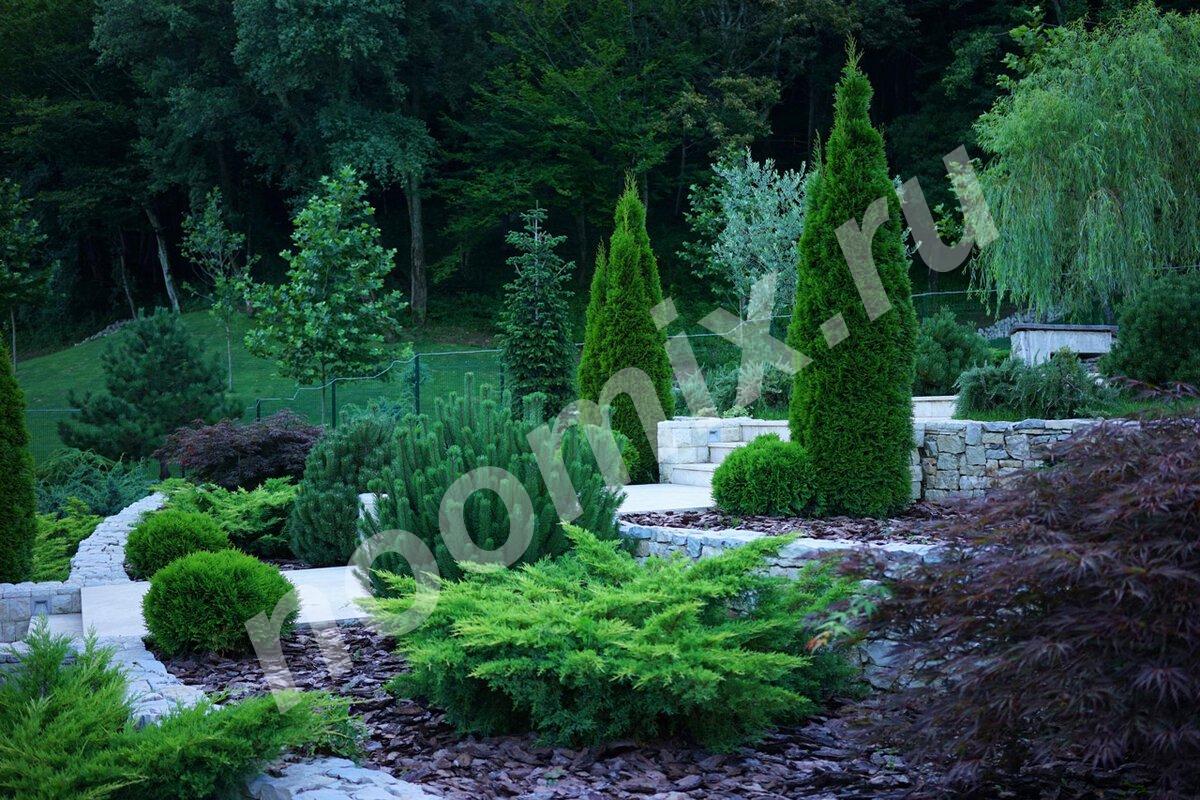 Хвойные растения для вашего сада, Ярославская область