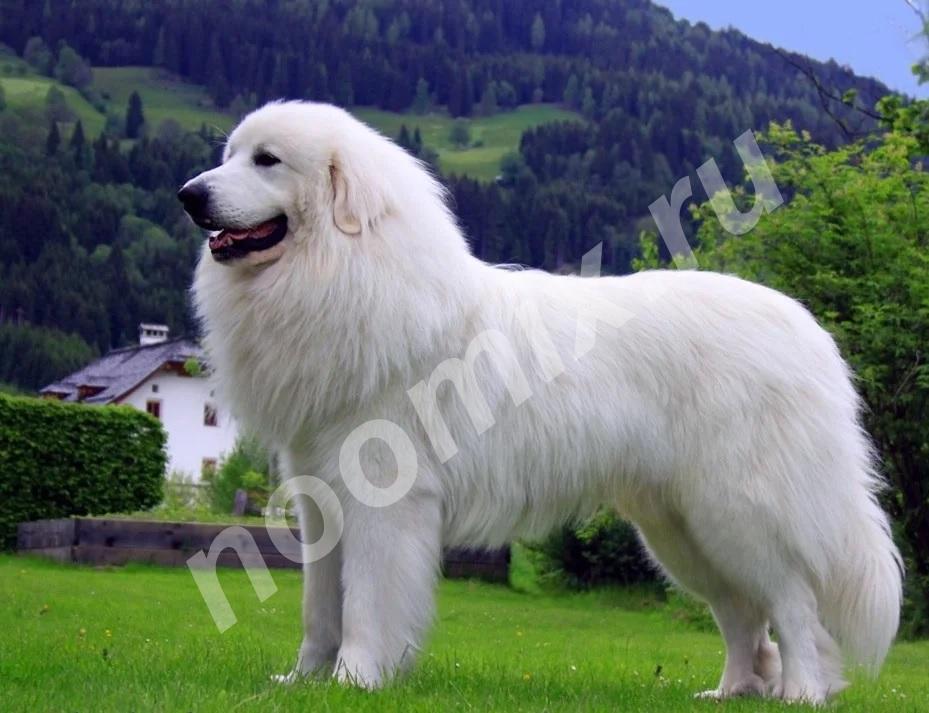 Горная Пиренейская собака щенки