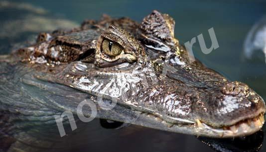 Крокодил, Иркутская область
