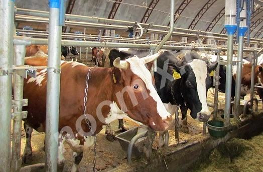 Продадим чистопородный скот голштинской породы, Мурманская область