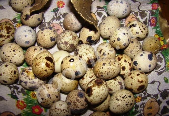 Предлагаем яйцо перепелиное, куриное, Республика Чувашия
