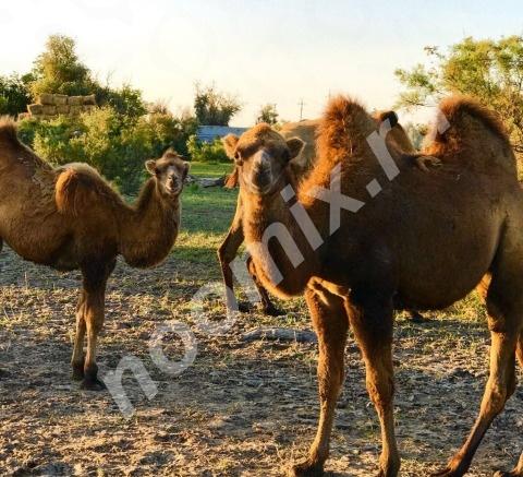 Продается верблюд и верблюжата, Астраханская область