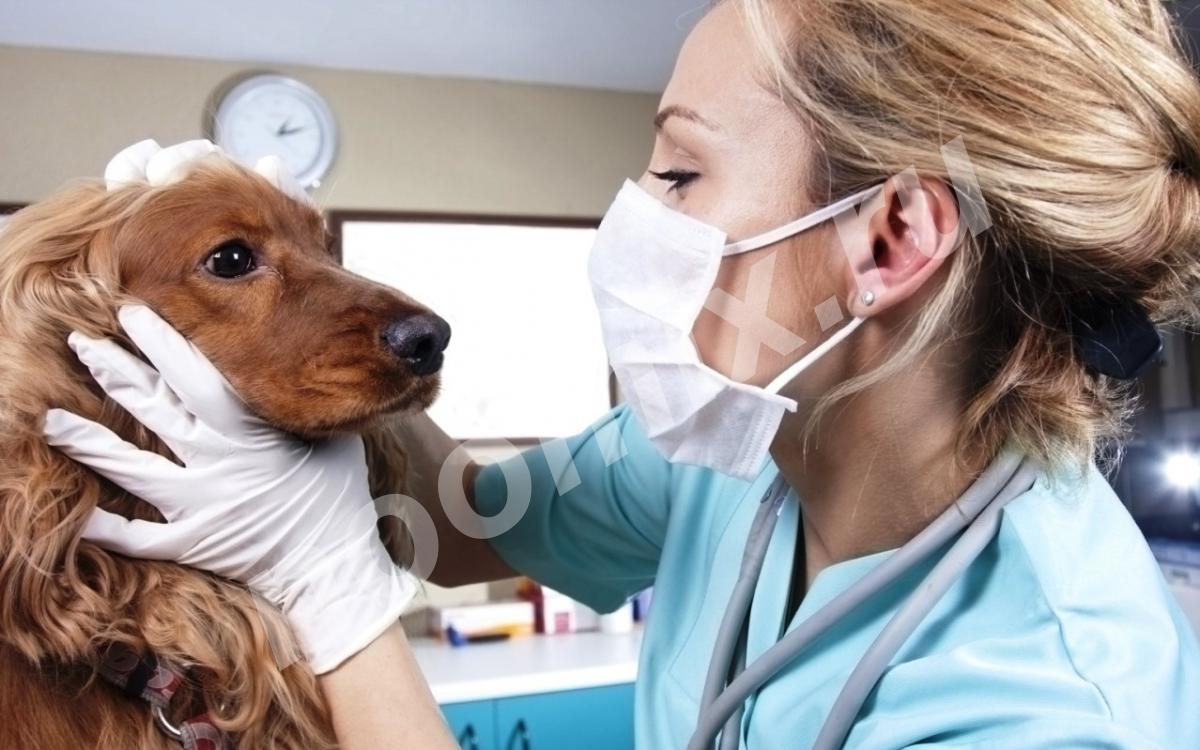 Оказание ветеринарных услуг на дому, Московская область