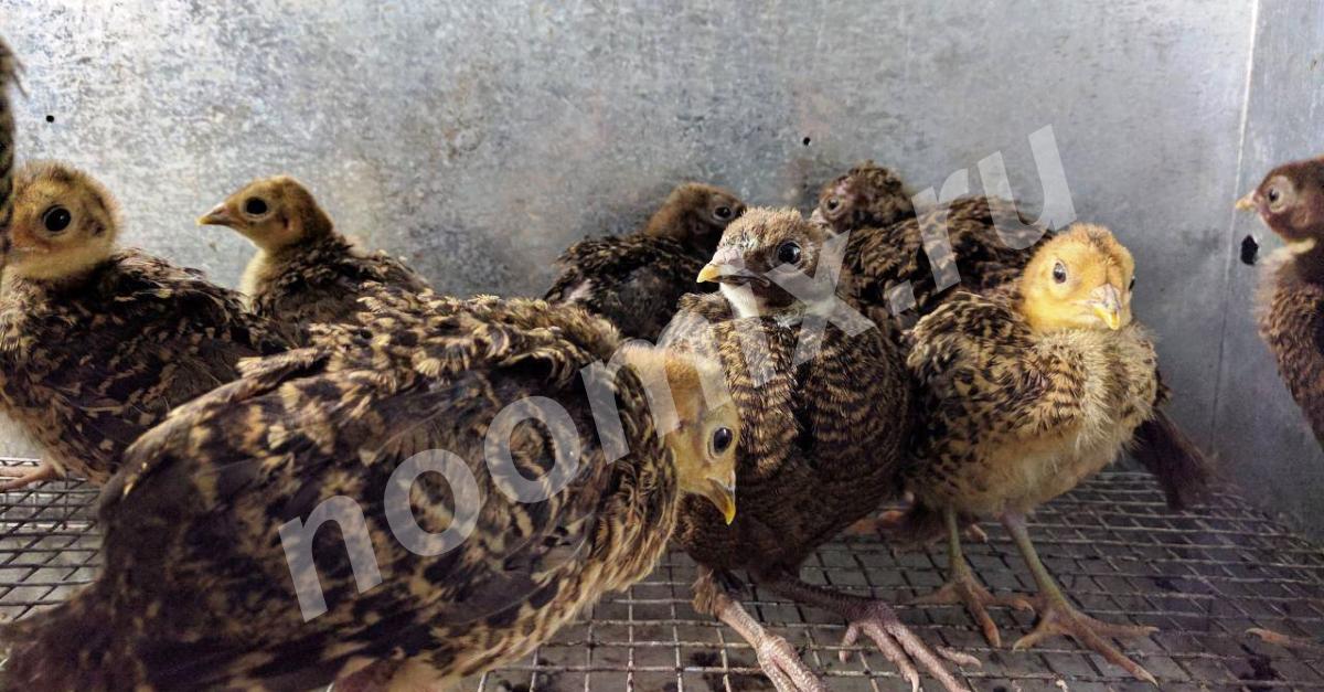 Продаю Цыплят рум фазана, Курская область