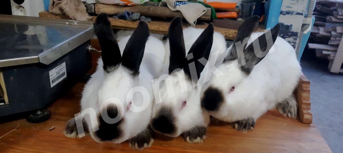 Продаются породистые кролики калифорнийской породы