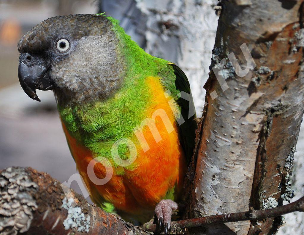 Сенегальский попугай - птенцы выкормыши,  МОСКВА