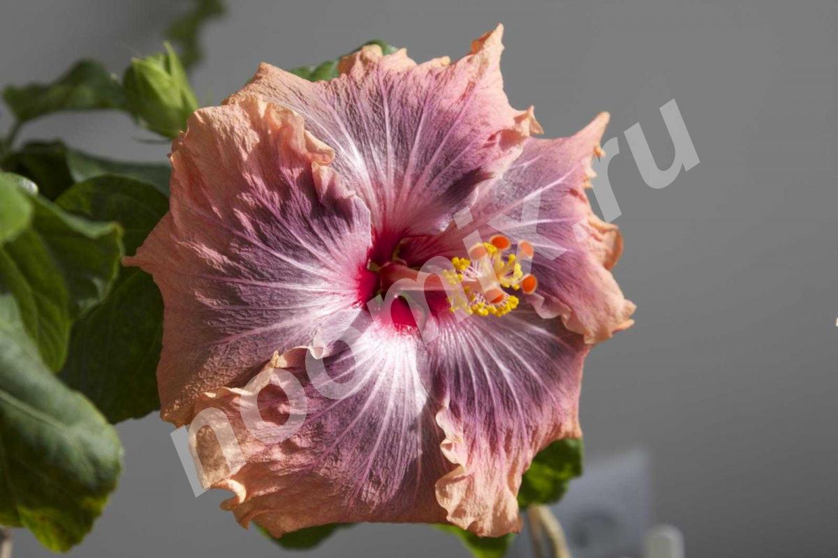 Гибискус китайский Hibiscus rosa-sinensis , еще именуемый ...