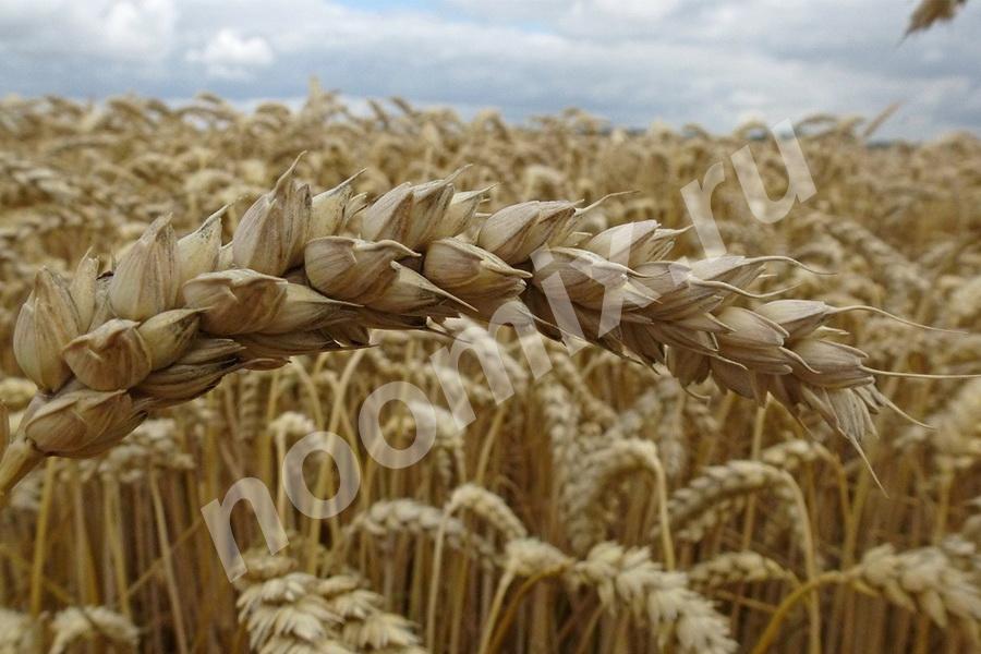 Семена озимой пшеницы краснодарской селекции ЭС, Ростовская область