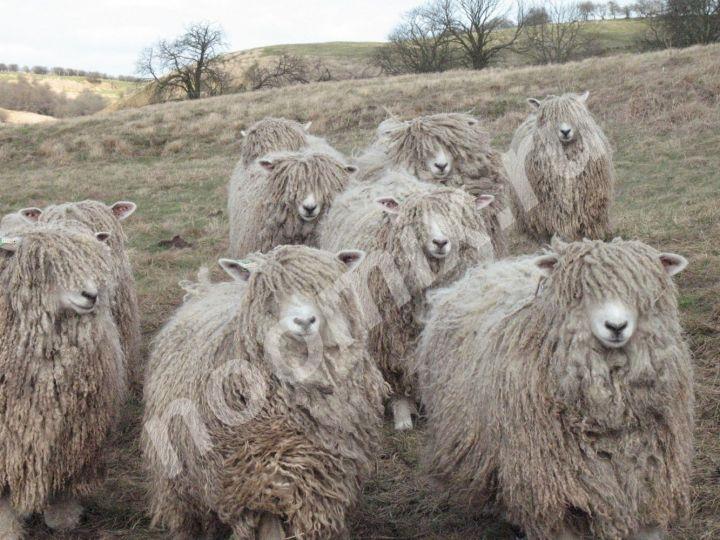 Стоимость племенных овец породы Линкольн FCA карантин при ..., Владимирская область