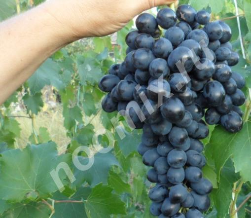 Продаю Черенки винограда, Ульяновская область