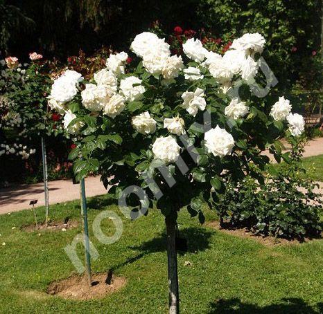 Комплект из 3-х штамбовых роз Аннапюрна Annapurna,  МОСКВА