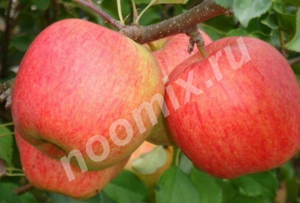 Продаем саженцы яблони 2-3 лет большой выбор, Московская область