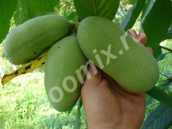 Саженцы Азимины трилобы бананового дерева