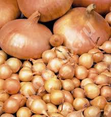 Семена картофеля и лука, Республика Адыгея