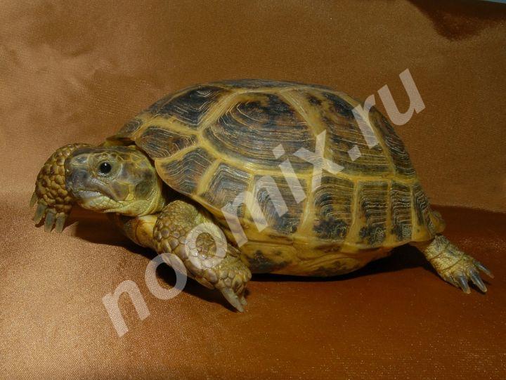 Черепаха сухопутная среднеазиатская,  МОСКВА