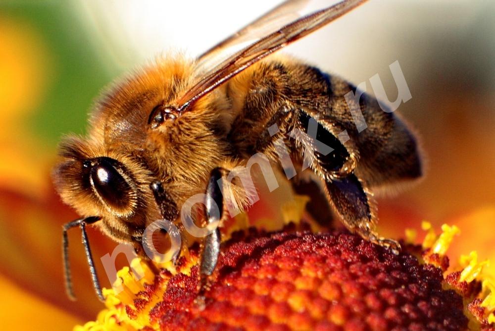 Пчелы загадочные насекомые. Известно, что пчелы ..., Московская область