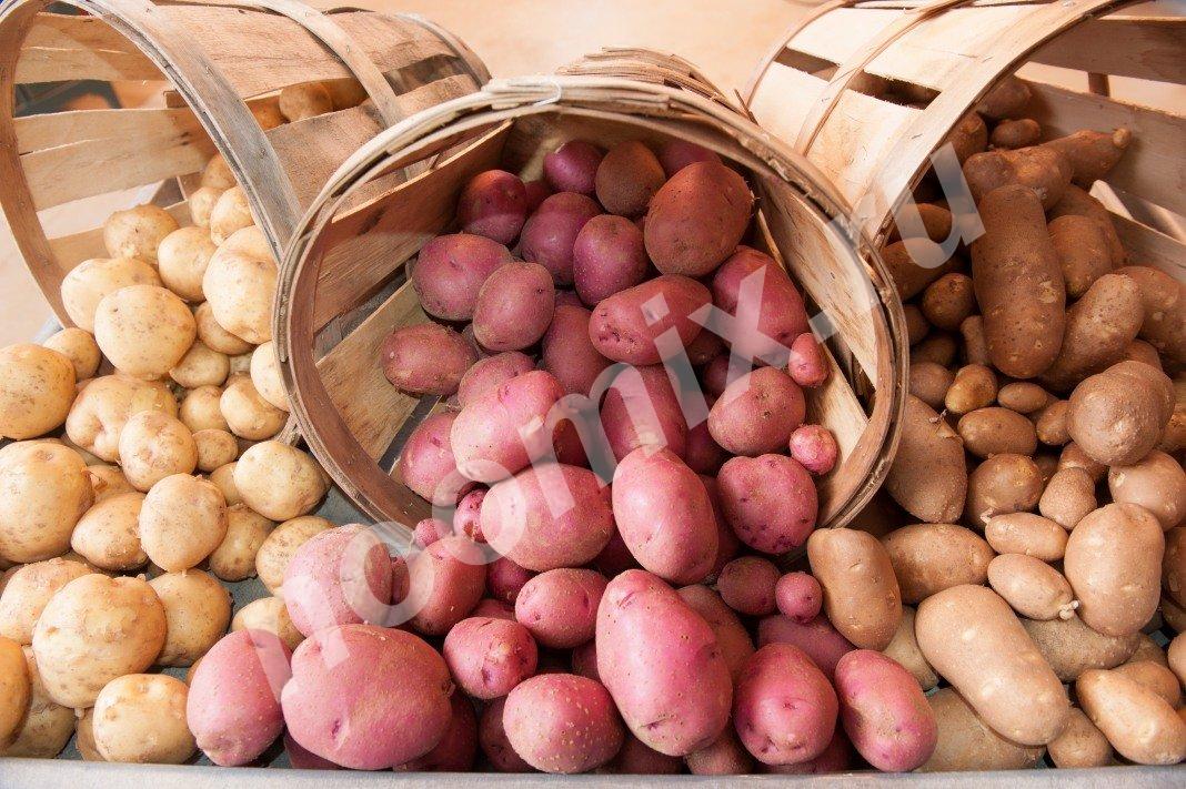 Продаётся вкусная картошка по 10р., Республика Северная Осетия