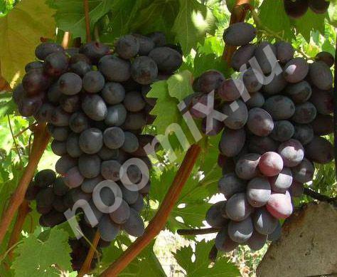 Саженцы и черенки винограда еврейской ао, Биробиджан