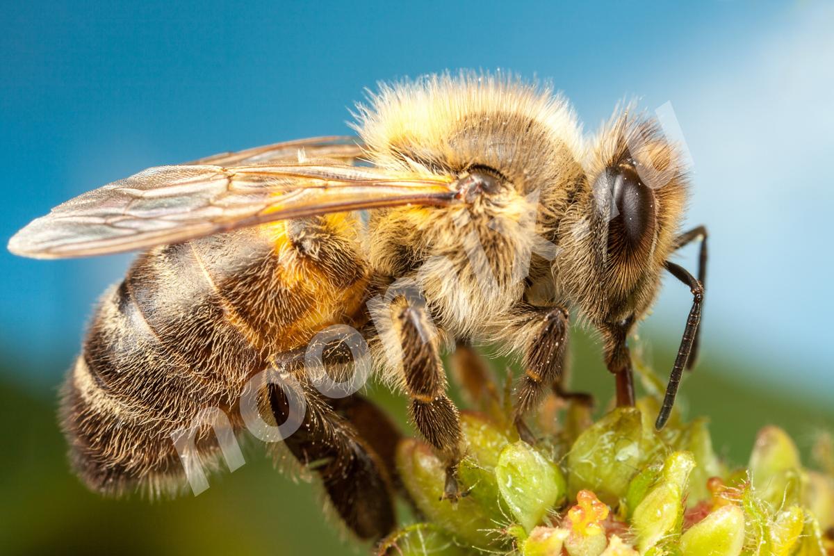 Пчелы для пчелоужаливания круглогодично