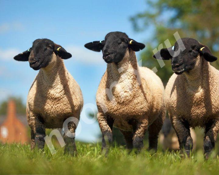 Овца породы Блю де Мейн Настриг шерсти в год с барана 5-6 ...,  Новосибирск