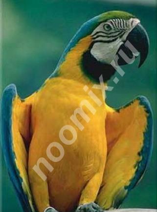 Попугай сине желтый ара