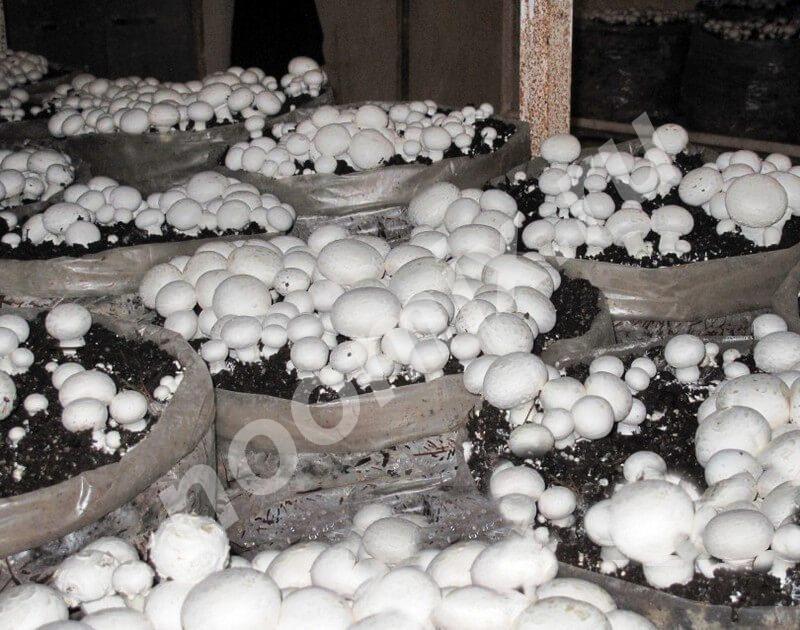 Ваша возможность собрать до 200 кг свежих грибов в домашних ...