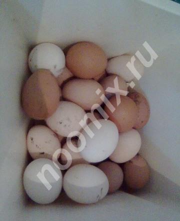 Свойское куриное яйцо, Тульская область