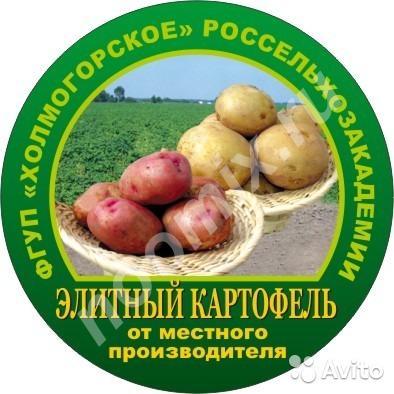 Семенной картофель оптом, Архангельская область