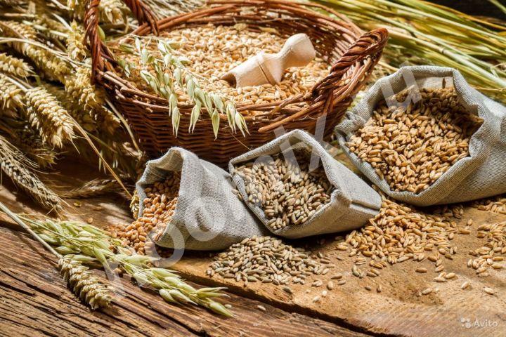 Пшеница, комбикорм, кукуруза, ячмень, корм, Волгоградская область