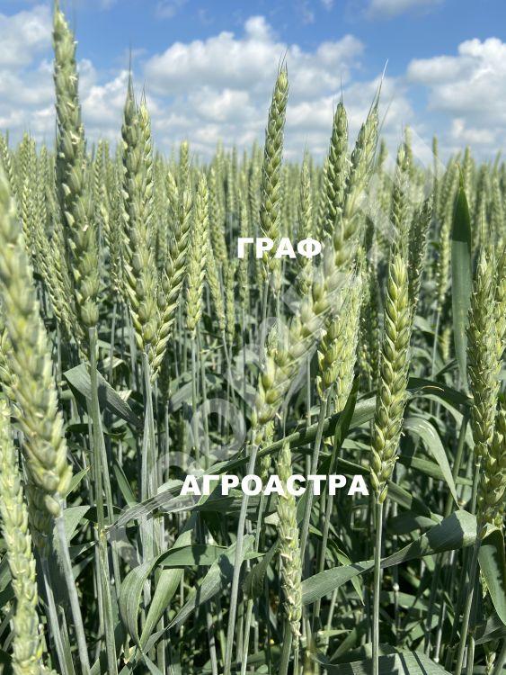 Предлагаем семена озимой пшеницы ЭС сорта Алексеич Ахмат ..., Ростовская область