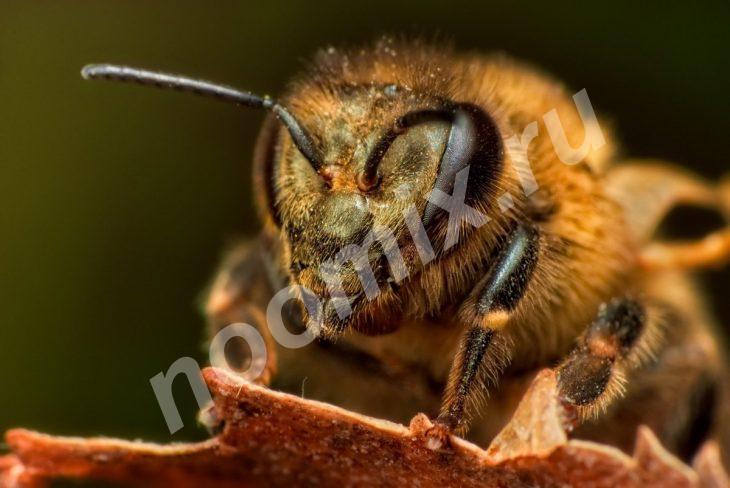 Мед подсолнечный липовый цветочный, Оренбургская область