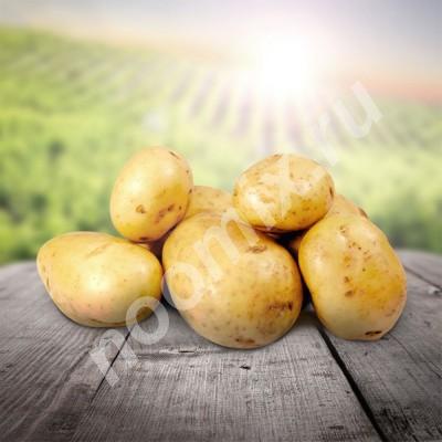 Продажа картофеля мелким и крупным оптом в Алтайском крае и ..., Алтайский край