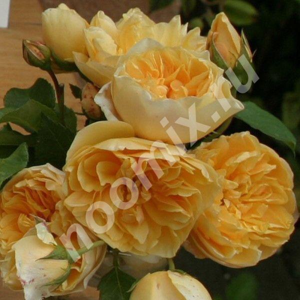 Саженец плетистой розы Золотое руно, Московская область
