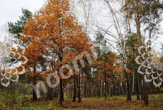 Продаю земельный участок под ИЖС, 12 сот. , Малаховка, Московская область