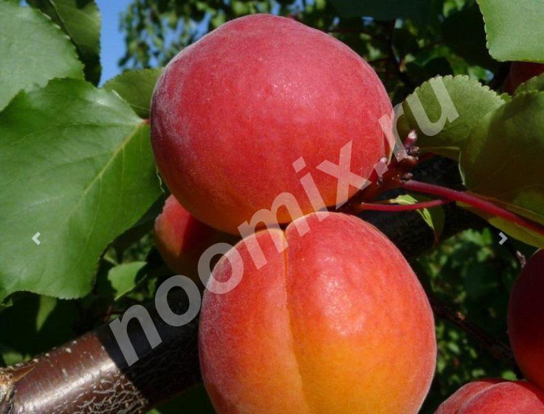 Саженцы абрикоса сорта Конгат и других плодовых деревьев в ..., Нижний Новгород