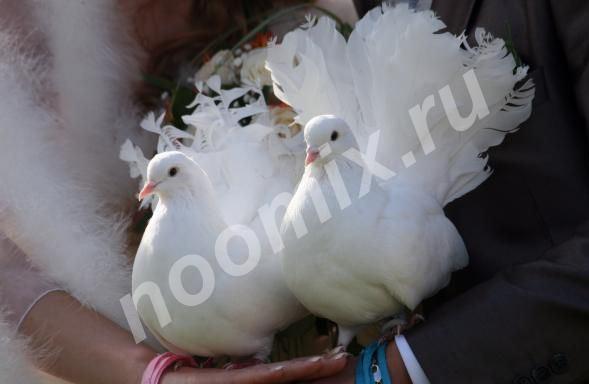 Предоставляем услуги по выпуску голубей на различных ..., Томская область