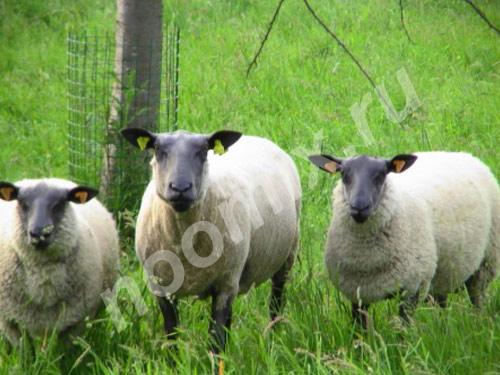 Овца породы Блю де Мейн Настриг шерсти в год с барана 5-6 ..., Омская область