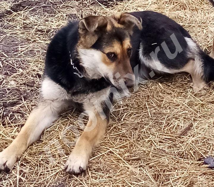 Собака стерилизованная Гера ищет добрых хозяев, Курганская область