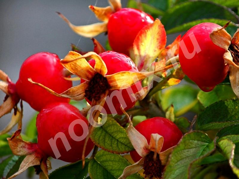 Шиповник морщинистый - роза морщинистая или роза ругоза ..., Амурская область
