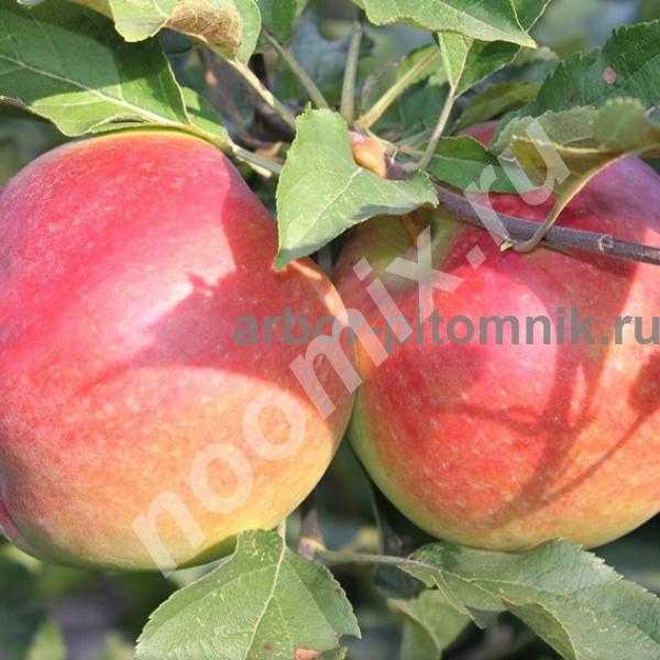 Саженцы яблони по низкой цене в Москве и Подмосковье,  МОСКВА