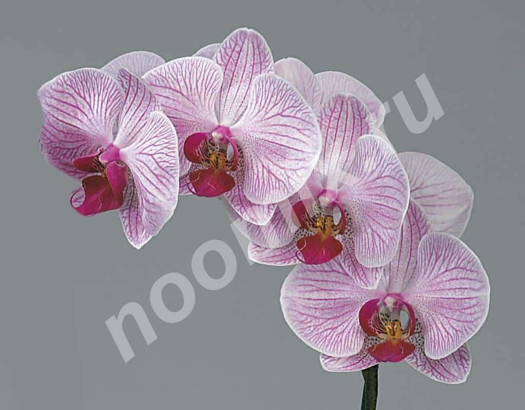 Орхидея Фаленопсис микс 2 цв 65 12,  МОСКВА