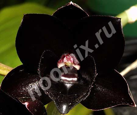 Черная орхидея Fredclarkeara after dark blackpearl