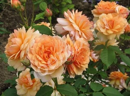 Саженцы роз из питомника Нью-Джерси, Краснодарский край