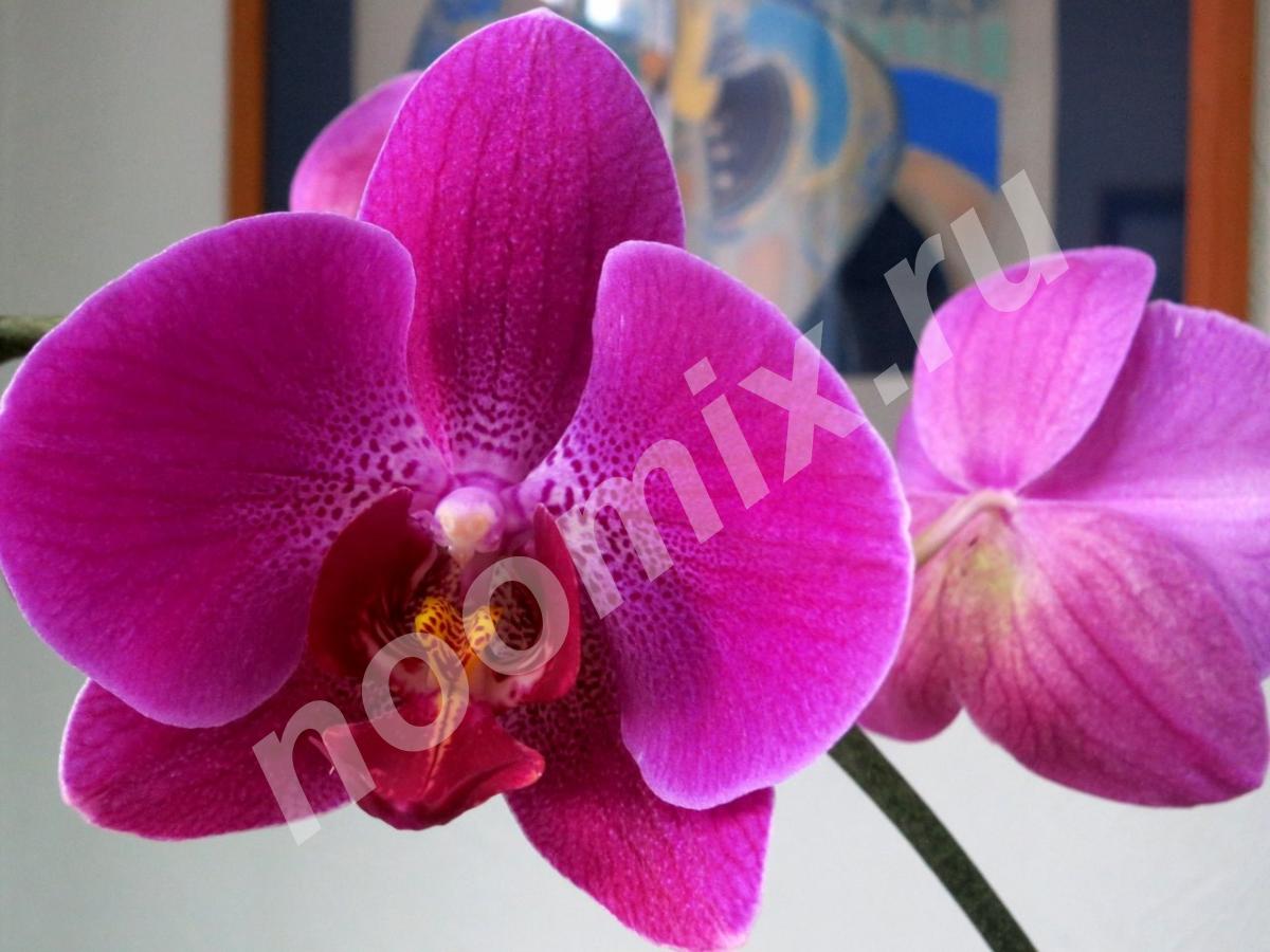 Орхидеи. фаленопсис, дендробиум, камбрия, мильтония, ...,  МОСКВА