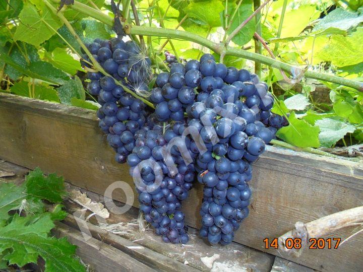 Продам саженцы винограда в Новосибирске,  Новосибирск