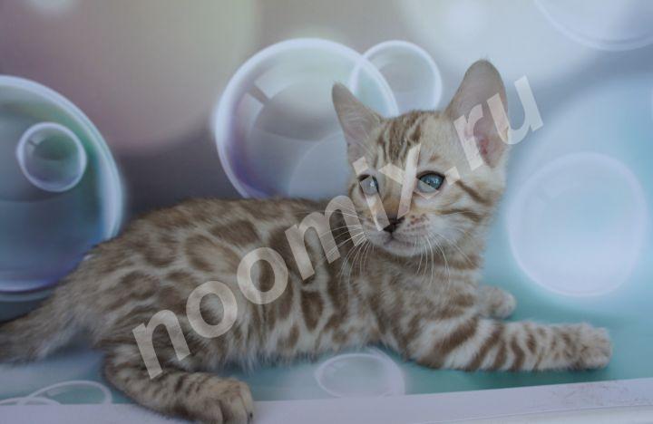 Бенгальский котенок - мальчик снежного окраса минк,  МОСКВА