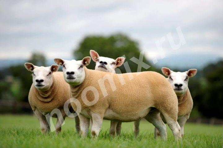 При скрещивании с другими породами овец Тексель хорошо ...