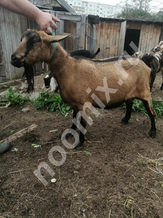 Продаём коз дойных и молодняк, породы разные, Калужская область