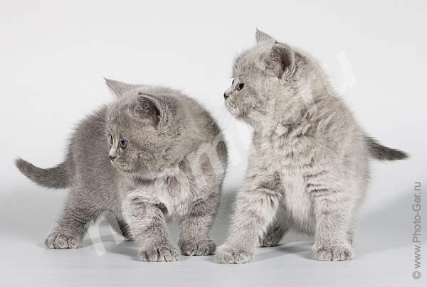 Продается британский котенок голубого окраса,  МОСКВА