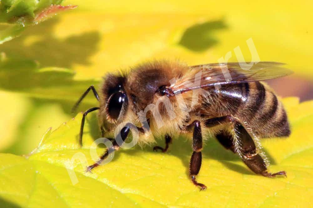 Сон на пчелах пчелотерапия, ульетерапия СОН НА ПЧЕЛАХ - ..., Челябинская область